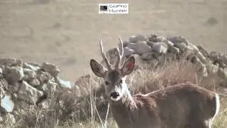 Corzo ladrando | Videos de Corzos