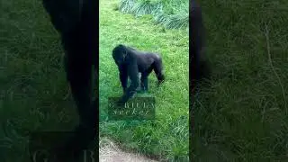Always better to roll! #Gorillas #Gorilla #FunnyGorillas ￼#AnimalConservation #GorillaLovers