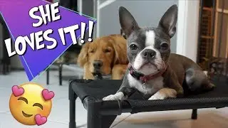 Dog Cot for Boston Terrier | VeeHoo Pet Bed Review
