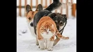 🐕 Смешное видео  с собаками, кошками и котятами!  😺 Веселые животные в Вашем телефоне! 🐱
