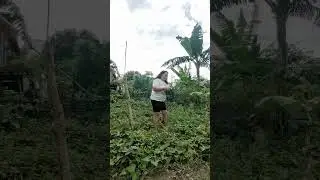 Tara pasyal tyo sa garden ni tatAy mag harvest tyo mga gulay😍😍😍 @subscriber #highligth 
