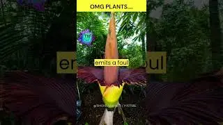 Top 5 facts about plants | Plant fact video short | #shorts #factshorts #timondarxfacts