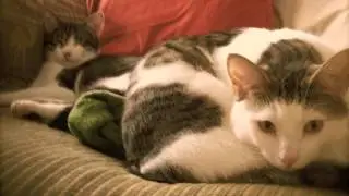 What happened... (to the fambly cat?) - Grandaddy