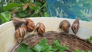 Giant land snails finder around my gardening after rain