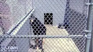 Canine Country Club | Pet Kennel | Miami, FL