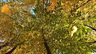 Falling leaves in slow motion
