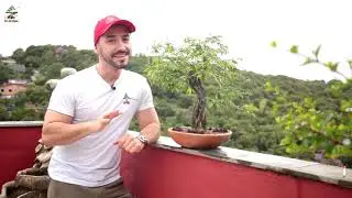 BROTO LADRÃO E GALHO DE SACRIFÍCIO QUAL A DIFERENÇA  ABC DO BONSAI RESPONDE