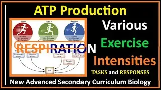 Respiration-9- How ATP Production Changes During Various Exercise Intensities.