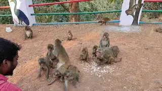 Monkey's ll Eating Food Video ll Indian Monkey's ll Wild Animals Il 4K 30FPS.
