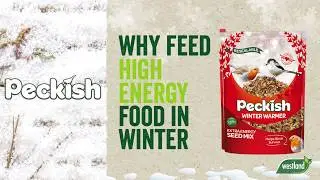 What To Feed Wild Birds In Winter