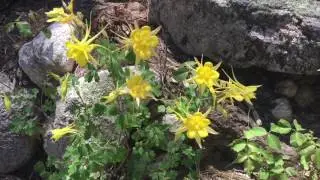 Simul-bloom: Mountain and desert wildflowers