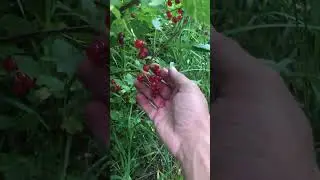 Easy and CLEAN Red Currant Picking Technique - Ontario, Canada