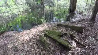 Old Railroad Grade in Goethe State Forest