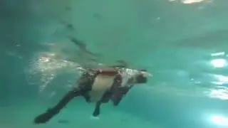 Great Dane Pit Bull Terrier mixed breed dog Charlie is diving underwater better and better