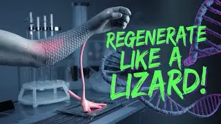 Could Humans Ever Regrow Limbs Like Lizards