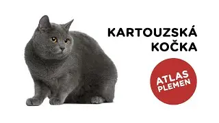 Kartouzská kočka - Atlas plemen - Tlapka TV