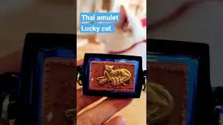 Thai amulet lucky cat pendant #thaiamulet #luckycharm #wealth #catcafe #lucky #money #moneycharm