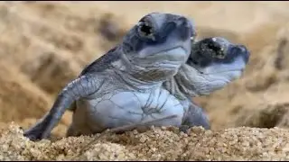 Mutant two-headed turtle is a miracle