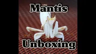 Unboxing Creobroter ssp Yunnan and Hymenopus coronatus (Asian flower Mantis & Orchid Mantis)