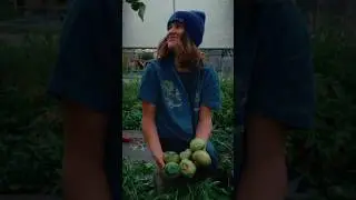 Small Scale Farming 🍅 #shorts #farming #agriculture