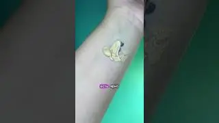 Influence, Beautydrugs, Pre More, Morphe, Note, Estee lauder тональные основы, BB и CC крема