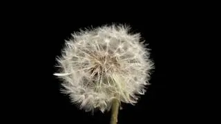 Dandelion Breath   Marian