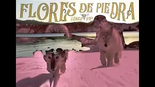 LONCO VIP ▲ FLORES DE PIEDRA (video oficial HD)