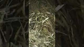 Spotted Salamanders in Breeding Pond