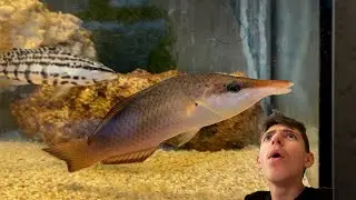 Mi hanno regalato un PESCE STRANISSIMO 