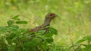 Ortygornis grey francolin bird song /Indian francolin sound /gray francolin singing