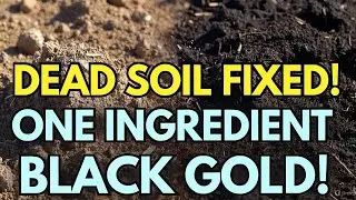 Revive Dead Soil FAST with ONE Secret Ingredient  Turn Dust into Black, Fertile Ground