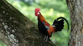 Red Junglefowl's call (ver. 2)