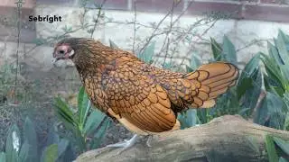Sebright