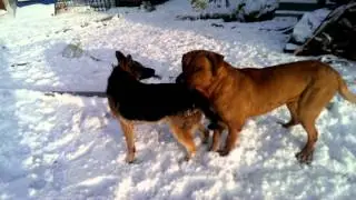 tosa inu vs german shepherd