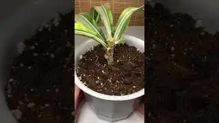 Обрезка и укоренение драцены #shorts #драцена #dracaena