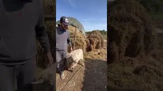 Настя Туман в гостях в деревне🔥Встреча с Барашком Рокки😎 @TymanNastya