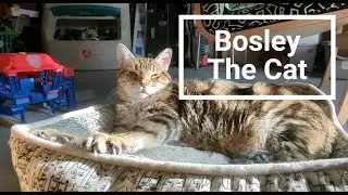 Cat Napping In The Sunshine #cat #catnap #catnaptime #relaxing #relaxingmusic #relaxingcat #meow