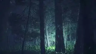 ain & Wind in a Dark Forest 🌧️🍃 | Deep Sleep, Relaxation & Focus