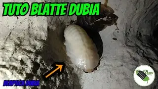 Tuto blatte dubia