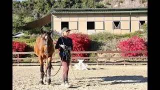 Common Problems Leading a Horse