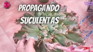 Como Propagar Suculentas por hoja paso a paso /How to propagate succulents step by step CC English