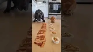 Dog vs Cat PIZZA, FRIES & ICE CREAM Race! 😂🐾 Real Chaotic Home Video #DogVsCat #FoodRace #Challenge