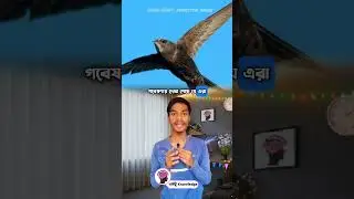 একটানা ২০০ দিন উড়তে পারে 😧 | ektu knowledge | bird facts #facts