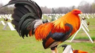 Rooster Crowing Sound Effects 🐓🌅 | Real Morning Farm Sounds in HD