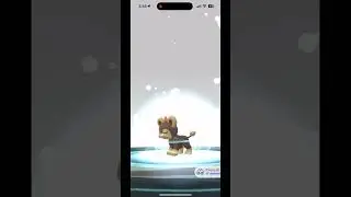Litleo evolves #evolutionpokemongo #pokemon
