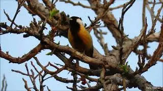 V&iacute;deo 127 - Charitospiza eucosma, mineirinho, Coal-crested Finch
