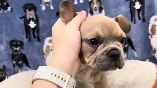 Francois French Bulldog Clip
