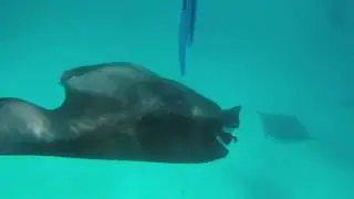 Eindr&uuml;cke aus Hanifaru Bay Malediven Mantarochen