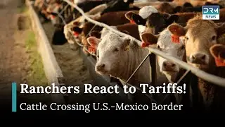 Mexican Ranchers Resume Cattle Exports to U.S. Amid Border Tensions | ariffs & Trade |DRM News |AM1E