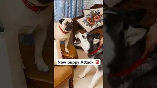 New puppy in danger 🚨 #dog #husky #trendingsong #shorts #viral | Review reloaded